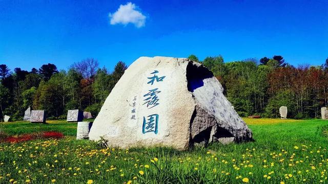 为什么说鱼腥草是“害人草”?常吃鱼腥草伤肾还致癌?别再误解了